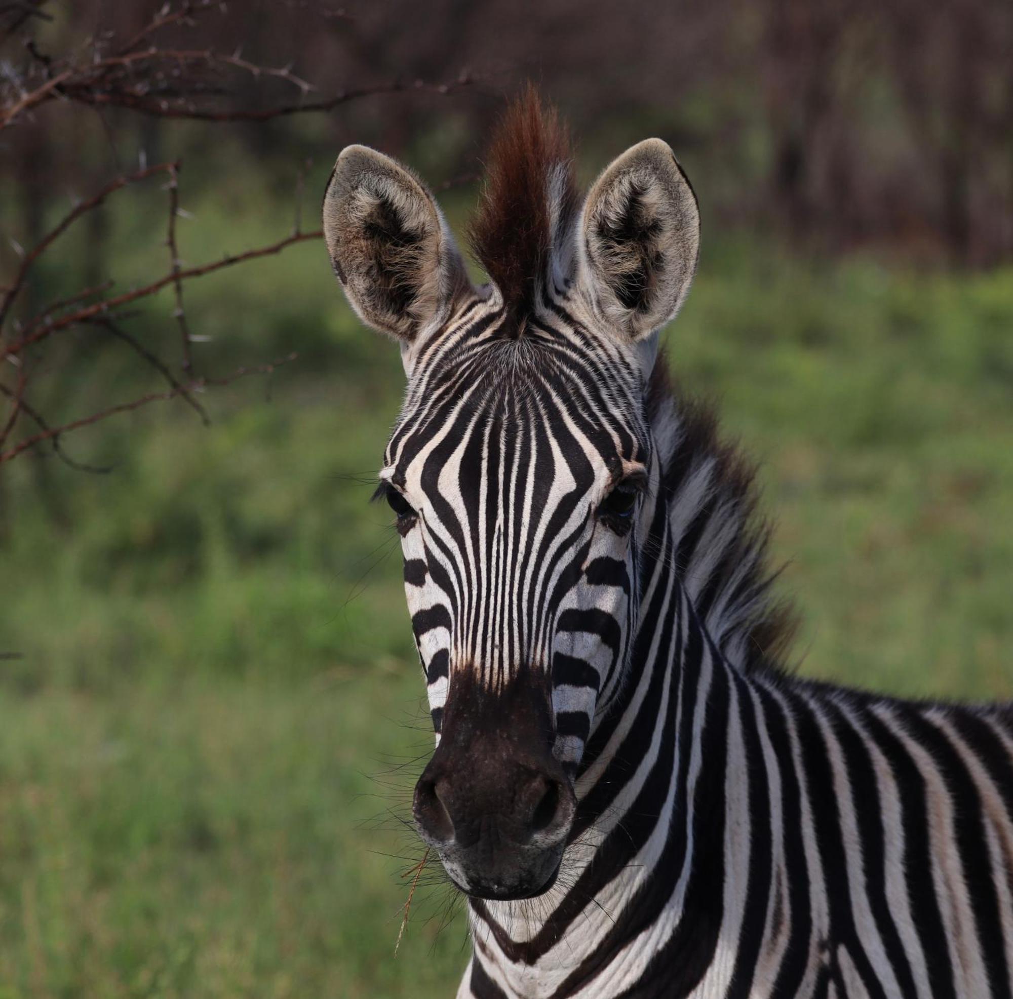 Zambezi Dusk Villa Livingstone Eksteriør bilde