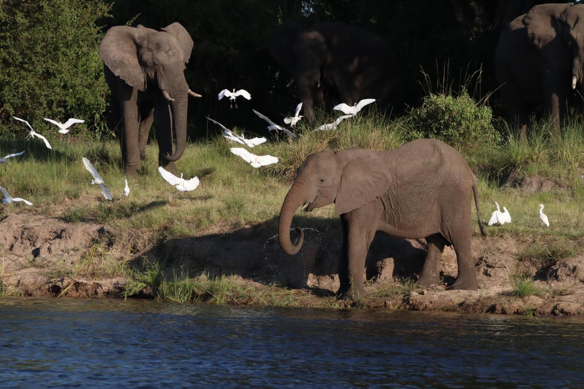 Zambezi Dusk Villa Livingstone Eksteriør bilde