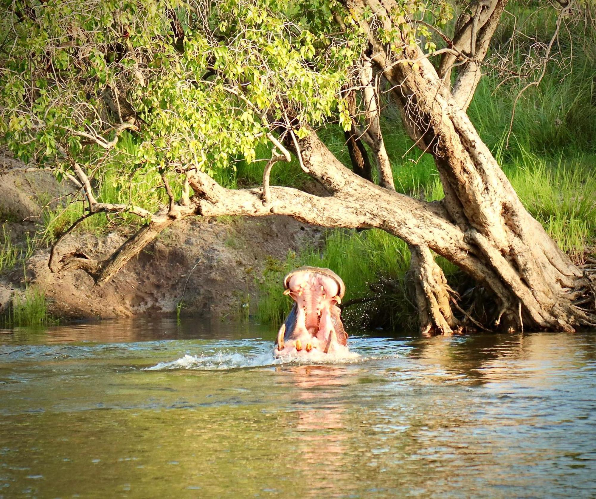 Zambezi Dusk Villa Livingstone Eksteriør bilde