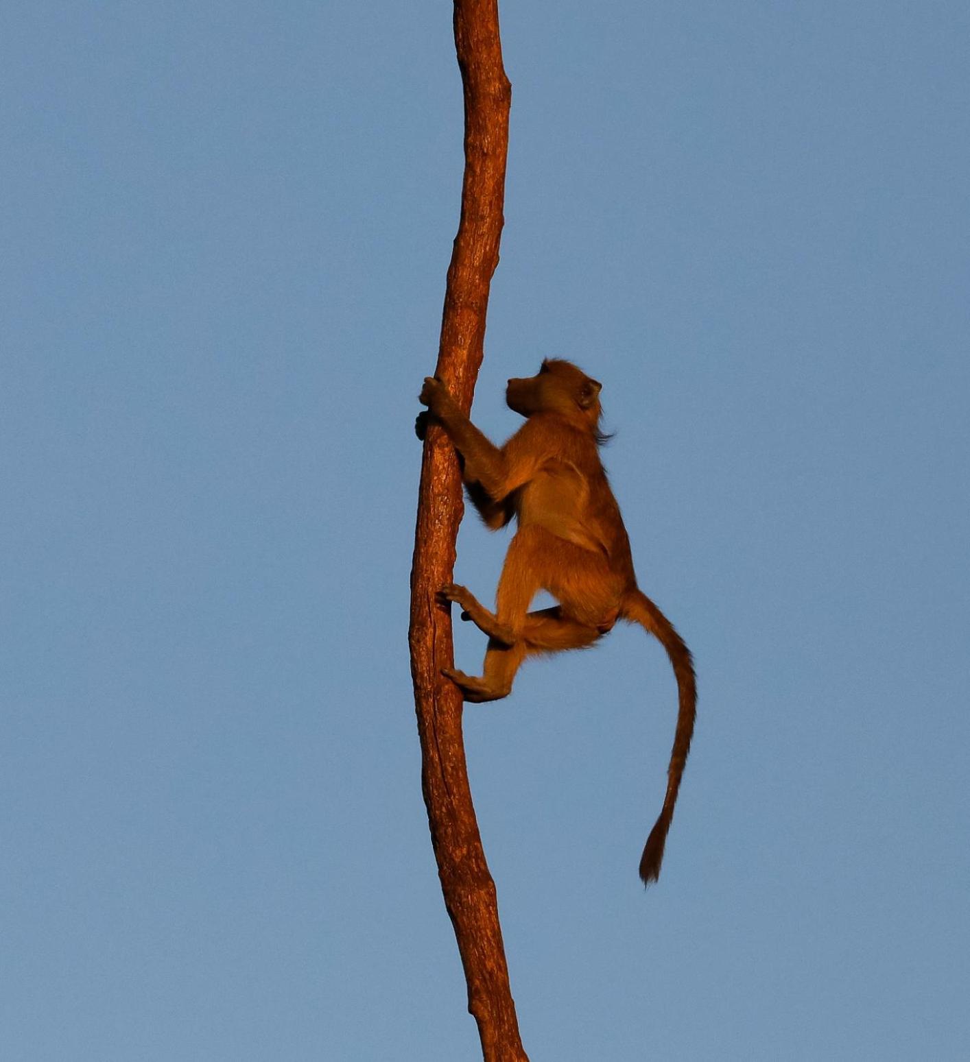 Zambezi Dusk Villa Livingstone Eksteriør bilde